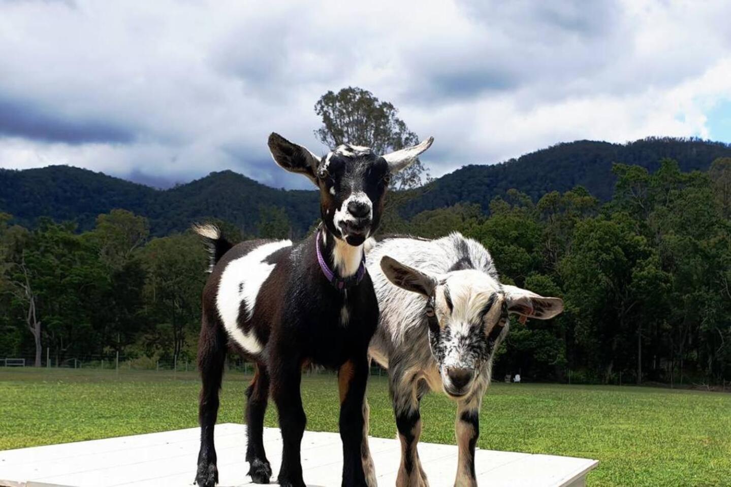 Fig Tree Farm B&B Highvale-Farmstay Near Brisbane! Buitenkant foto