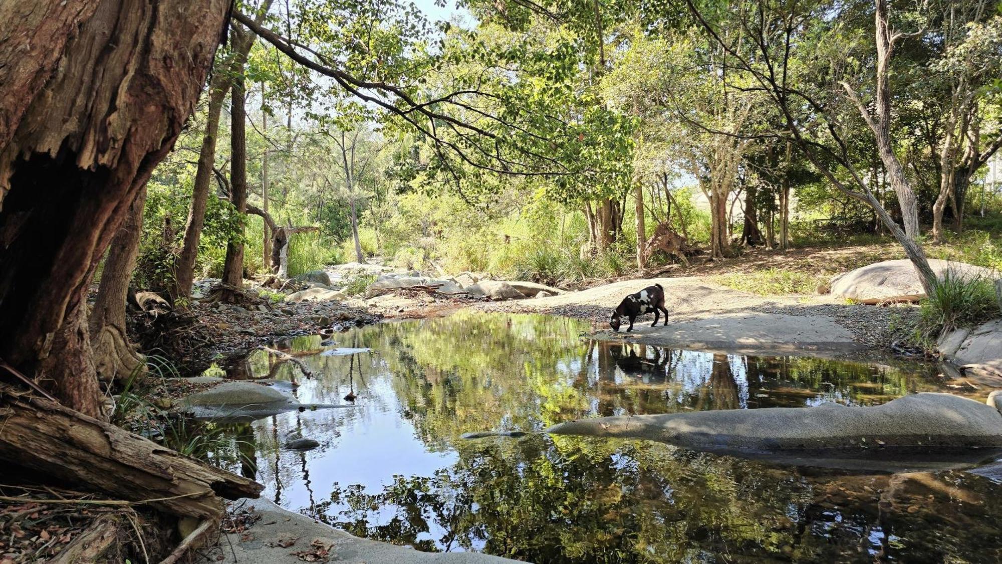 Fig Tree Farm B&B Highvale-Farmstay Near Brisbane! Buitenkant foto